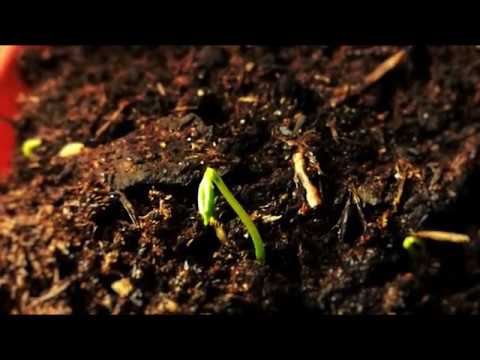 Sowing Calendar - Gardening video