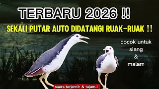 Download lagu TERBARU 2026‼️ Suara Pikat Burung Ruak-Ruak Auto Datang, Cocok Siang & Malam mp3