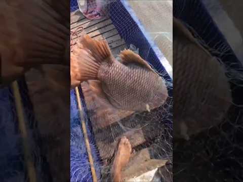 Dia Tabur Sesuatu Sepanjang Sungai, Pantes Ikan Ngumpul