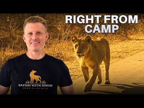 Lower Sabie Camp Review | Kruger’s Most Active Camp?