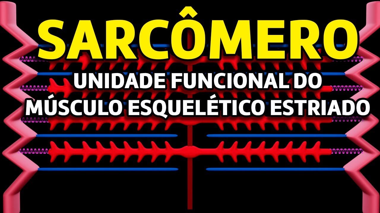 Sarcômero - Unidade funcional do músculo esquelético estriado