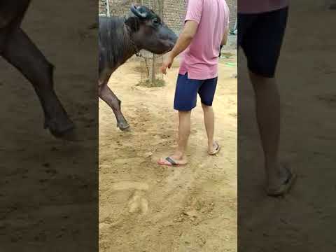 HR 72 Dairy Hodal ( Palwal) Haryana   17kg   dudh wali 95000 rs 8168548909