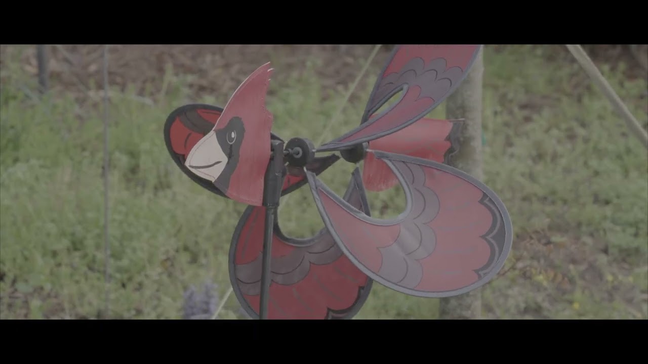 DP REEL - SPRING 2025