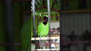 Download lagu cucak ijo isian kunti #cucakijo #kicaumania #masteranjernih #lombaburung mp3 Download lagu cucak ijo isian kunti #cucakijo #kicaumania #masteranjernih #lombaburung mp3