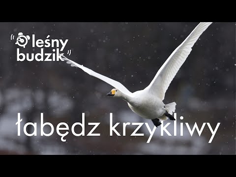 Leśny budzik - Budzik Łabędź Krzykliwy