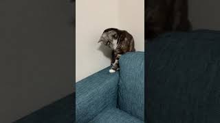 ＃Shorts まだ自分のしっぽの存在を知らない猫 足長マンチカン まる Munchkin cat