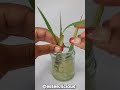 How to easily regrow store bought lemongrass with just water | Don't bin it regrow it