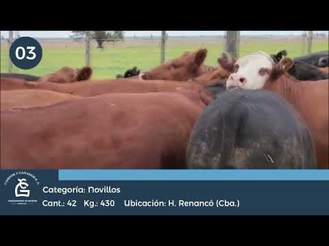 Lote NLL  CONSUMO - Ramallo Bs As