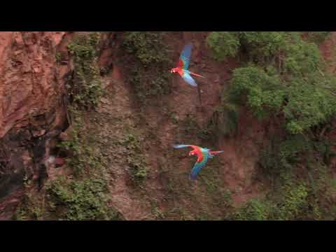 Brazil Photo Tour 2022 – Pantanal Moments and Rewinds – Sinkhole of the Macaws, Buraco das Araras