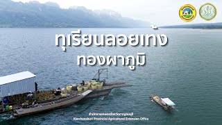 ทุเรียนลอยเท้ง ทองผาภูมิ ของดีเมืองกาญจน์