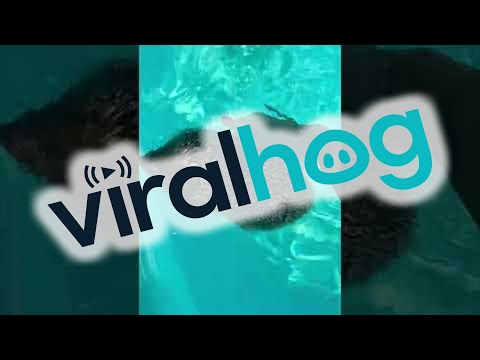 , title : 'Hedgehog Saved From Swimming Pool || ViralHog'