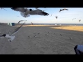 Feeding Seagulls Fries