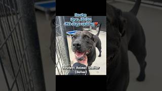 Video preview image #1 Mutt Puppy For Sale in Rowlett, TX, USA