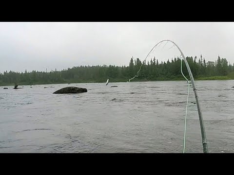 Large Atlantic Salmon Rising, Hooked and Jumping - Gander River July 25, 2015