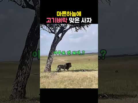 사냥 안 해도 고기가 떨어지는 나무?ㅋㅋ 어리둥절한 사자의 반응 #사자 #야생동물 #동물의왕국