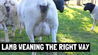Lamb Weaning Gone Completely Wrong the 1st Time! [but here&#39;s what worked the 2nd time]