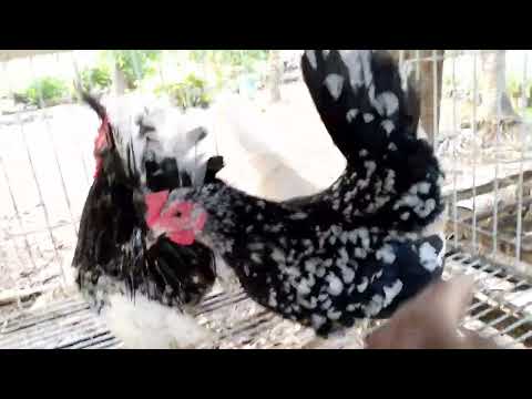 Nagazaki em Igarassu Pernambuco 