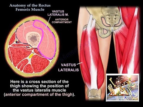 Anatomy Of The Vastus Lateralis Muscle - Everything You Need To Know - Dr. Nabil Ebraheim