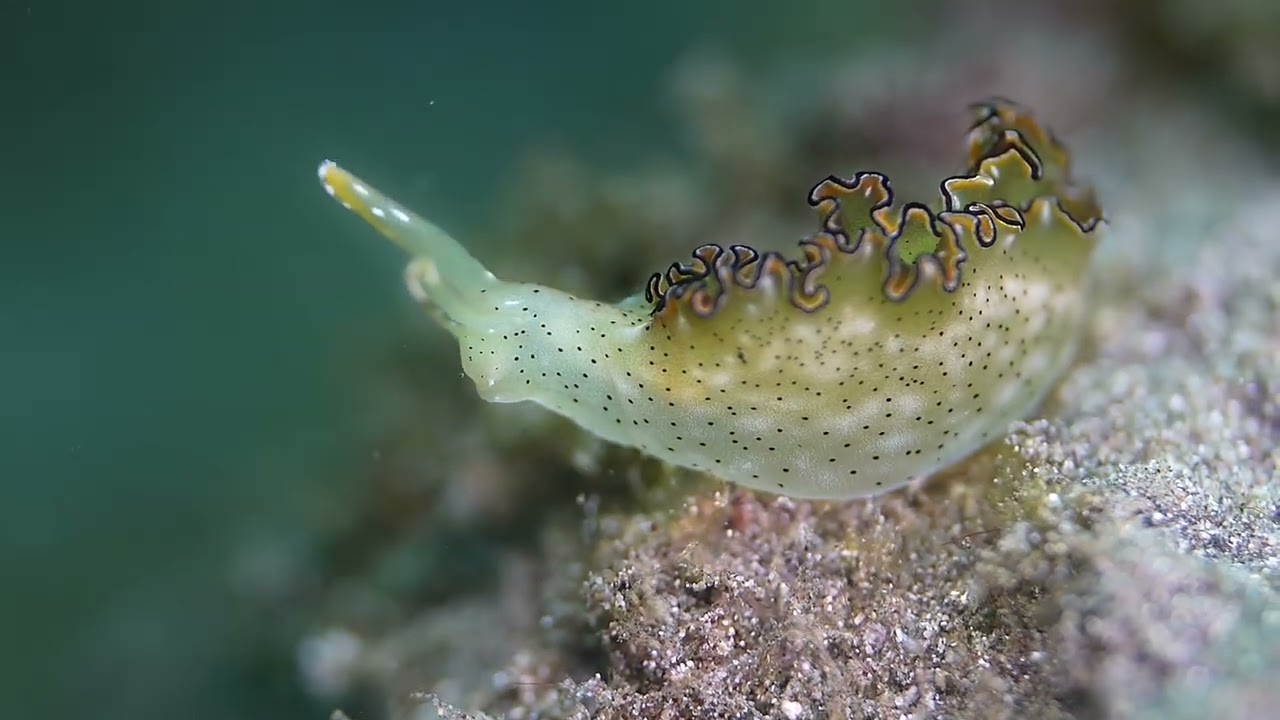 Tropical Pacific Sea Slug videos, genus and species.