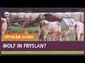 Repo: Wolf in Friesland