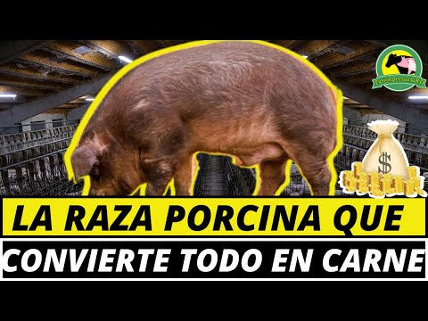 , title : 'RAZA DE CERDOS DUROC JERSEY (Principales Características)'