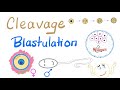 Cleavage And Blastulation Embryology Basics Embryology Introduction Biology