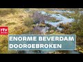 Grootste beverdam van Noord-Nederland doorgebroken | RTV Drenthe