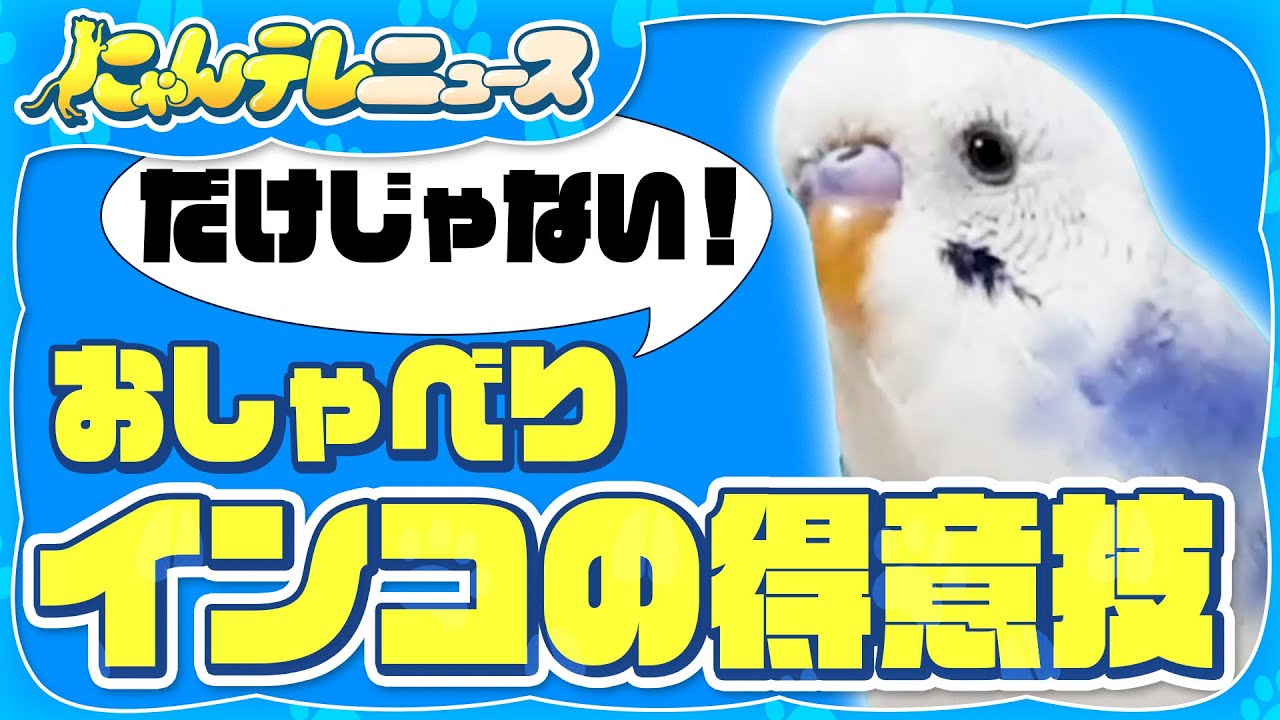 【インコ】専門家も驚き！インコの〇〇〇〇/食いしん坊に悲劇が！エサに気をとられて…/歌うインコの熱烈アプローチ