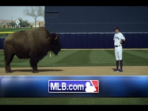 Mariners: The Wise Ol' Buffalo