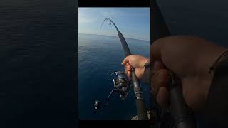 Shimano Stella 8000 VS Monster Tuna