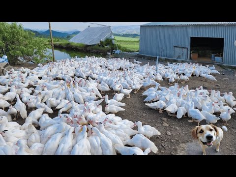 Process Of Raising Ducks For Meat - Duck Farming Techniques.