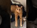 She Has A Normal Orange Cat