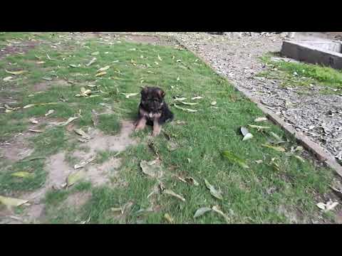 My Boy Robin(German Sherphed)(2)