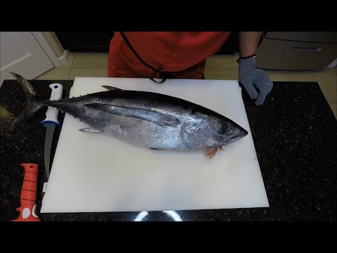 How to fillet (loin out) an ALBACORE TUNA! Big Shticks!!