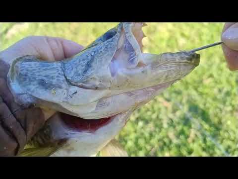 @pesca de traíra foi bom demais represa do Santana.Olimpio Noronha mg