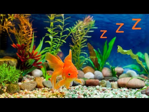 ❤️ Schlaflieder für Baby und Aquarium 🎵 Baby Einschlafmusik