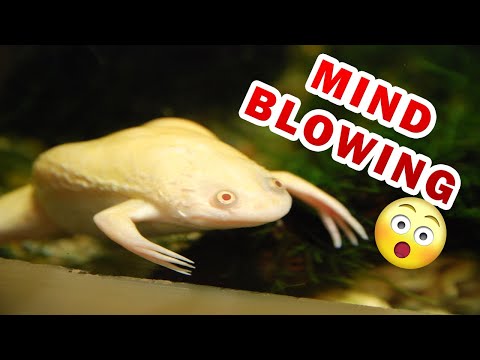 image-How much does a African clawed frog cost?