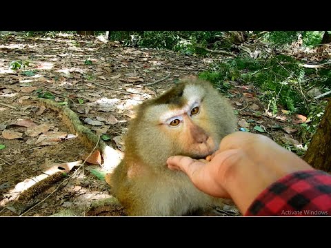 Amazing Monkey Circus! Tareza Is One Clever Monkey In This AMber, She Can Pick Up Flying Food.