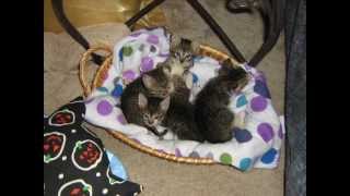 preview picture of video 'Fostering Kittens and Cats A Rewarding Experience'