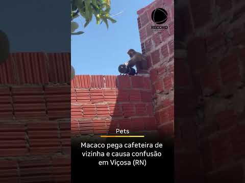 Macaco pega cafeteira de vizinha e causa confusão em Viçosa (RN)