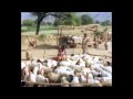 Jacob Part 12 Hindi Movie Avi