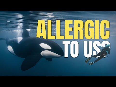 Why Some Apex Predators Don't Hunt Humans