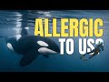 Why Some Apex Predators Don't Hunt Humans DEFAULT Thumbnail
