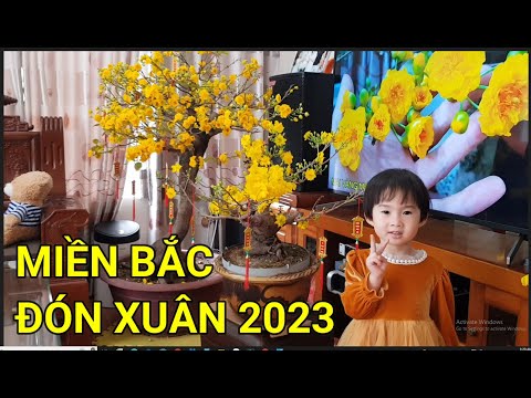 🔴 QBS22353 - NORTHERN YELLOW APRICOT BLOSSOMS PREPARING FOR TET 2023 | HOW TO TAKE CARE OF NORTHE...