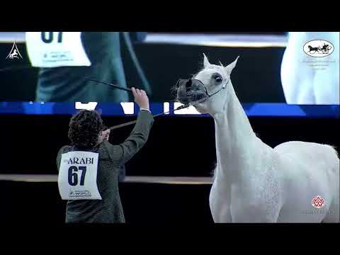 N 67 NOFT AL NAYFAT   World Arabian Horse Championship 2021   PARIS   Senior Mares Class 3B