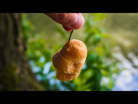 Lov kaprů z hladiny na rohlík. Lov kaprů na mlaskačku.