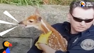 Crying Baby Deer Reunited With His Mom | The Dodo