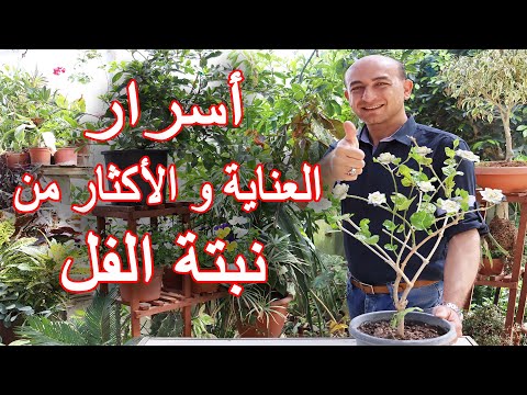 , title : 'العناية و الاكثار من نبتة الفل (الرازقي), Care and Propagation of the Jasmine Plant'