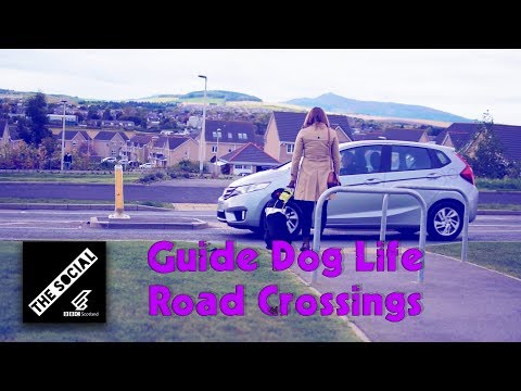Crossing The Road | Guide Dog Life