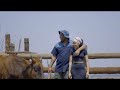 Fatso 98 Feat Brandon Dhludhlu Ngifuna Wena Amalobolo Official Video